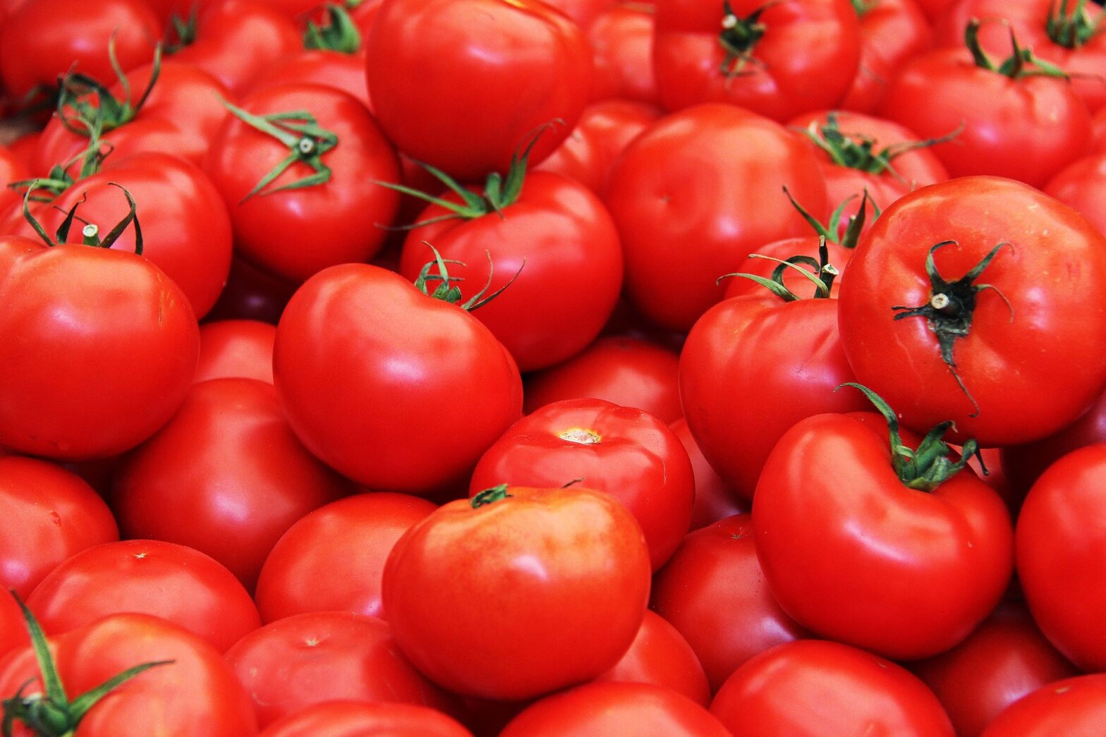 tomato 1235662 1920