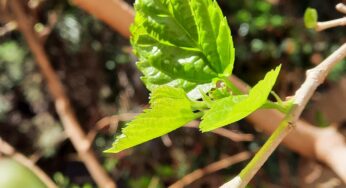 When the time comes to move on in infertility …